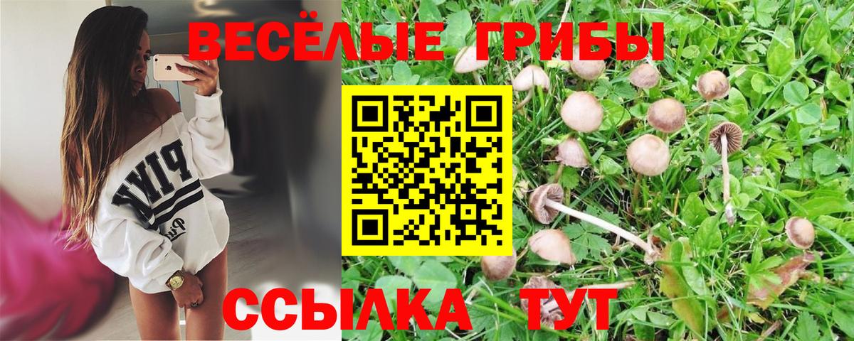 Псилоцибиновые грибы Psilocybe Краснокаменск